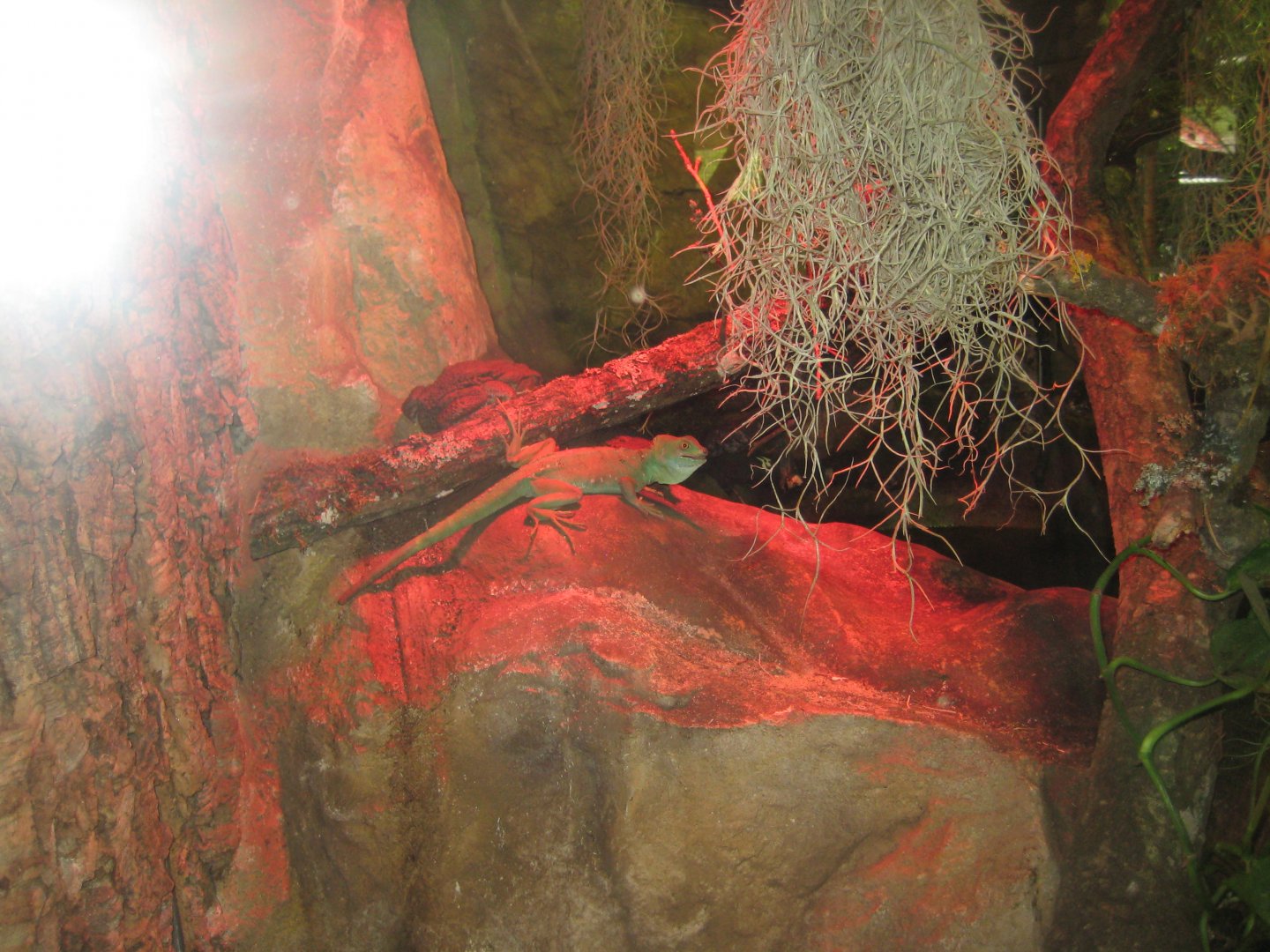 Parc Merveilleux - Amazonia - plumed basilisk exhibit