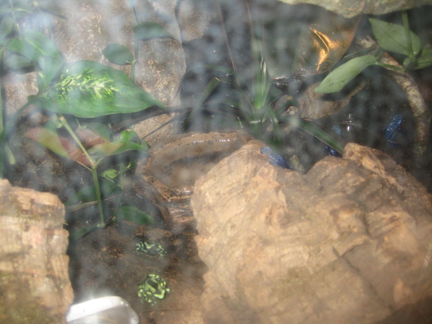 Parc Merveilleux - Amazonia - poison dart frog exhibit