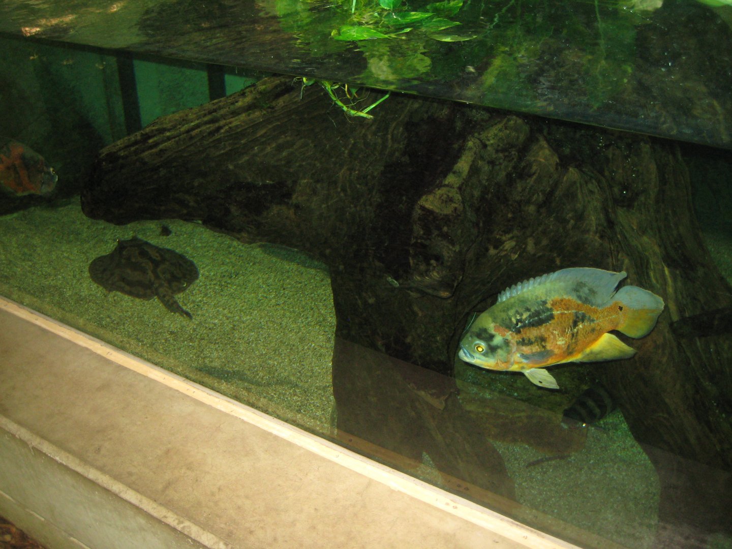 Parc Merveilleux - Amazonia - ray and cichlid aquarium