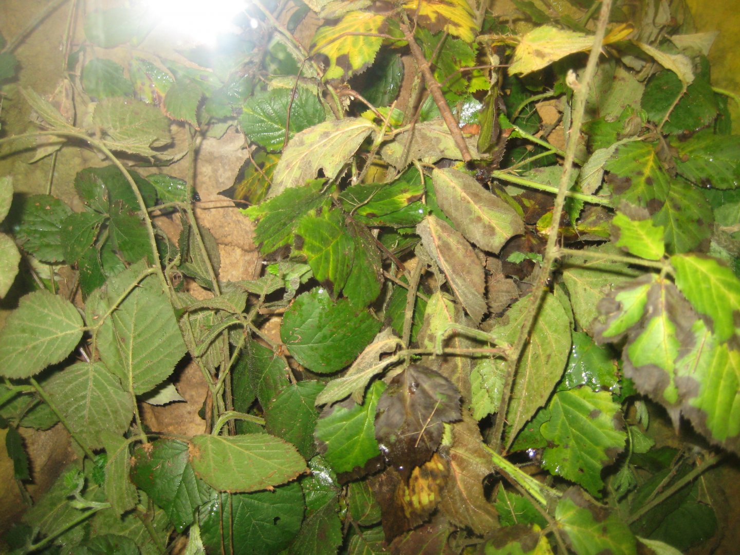 Parc Merveilleux - Amazonia - stick insect exhibit