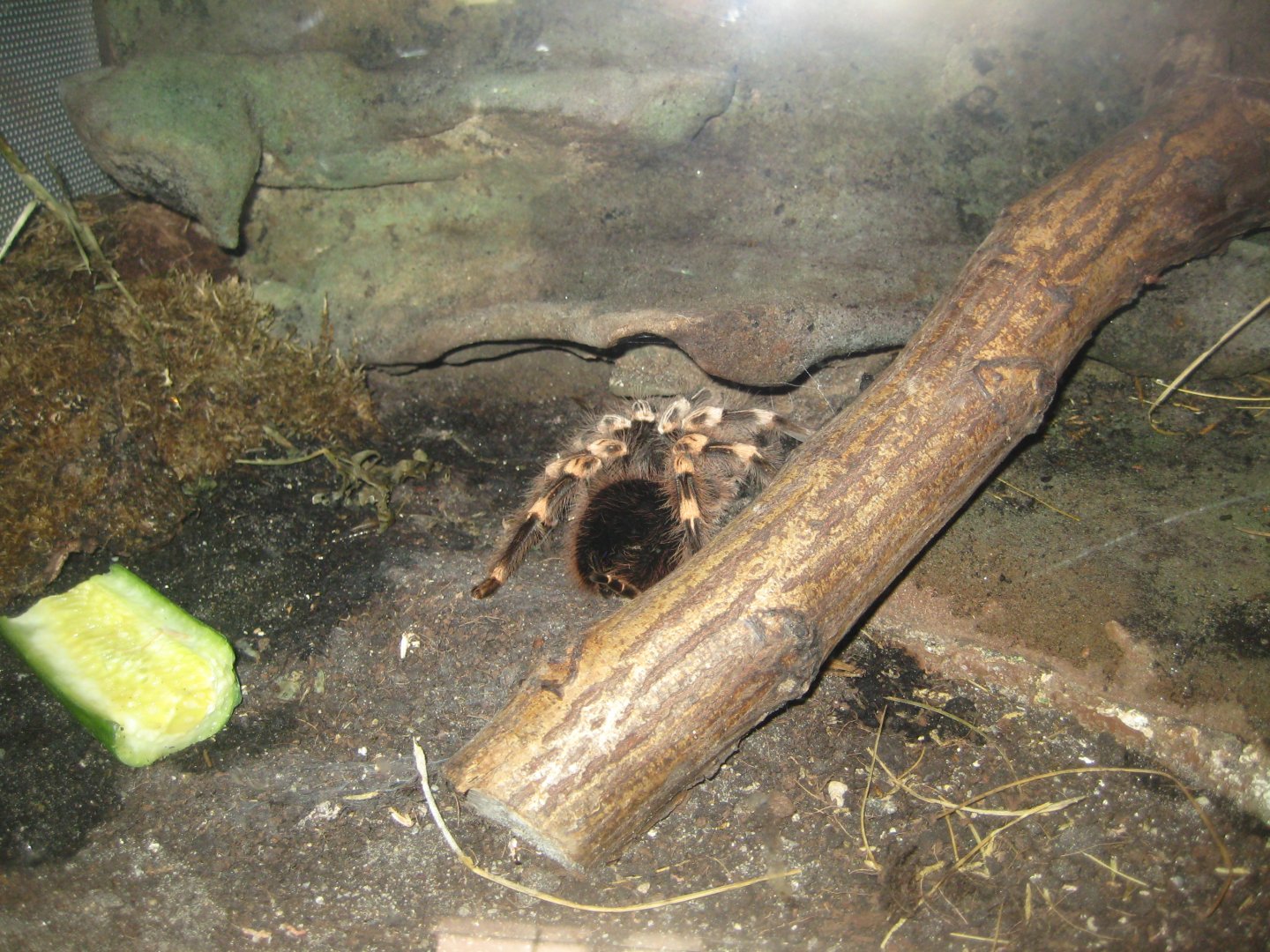 Parc Merveilleux - Amazonia - tarantula exhibit