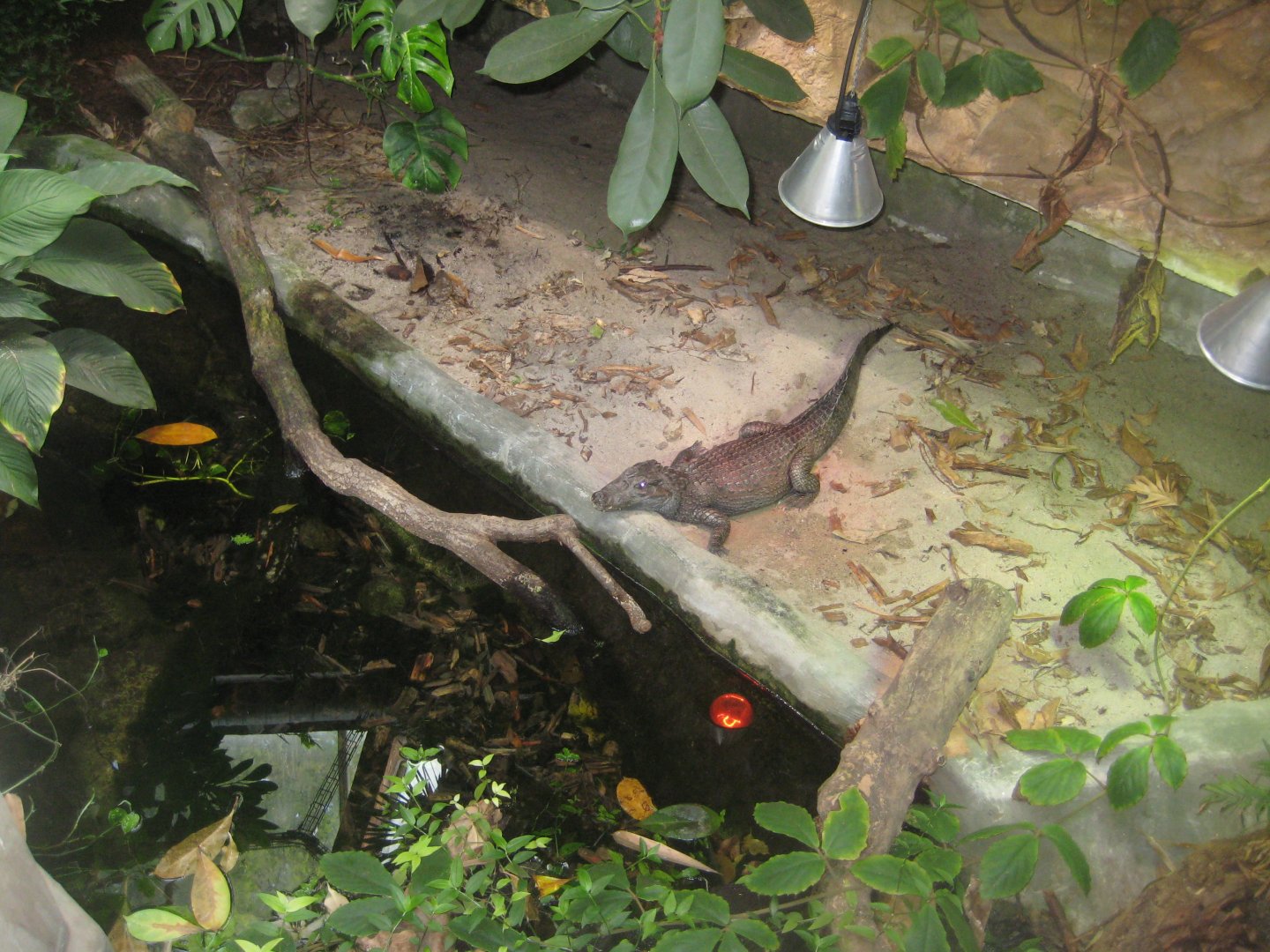 Parc Merveilleux - Amazonia - Yacare caiman exhibit