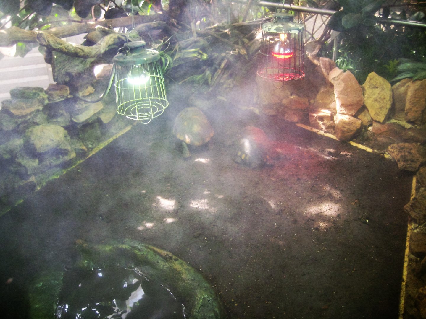 Parc Merveilleux - Amazonia - yellow-footed tortoise exhibit