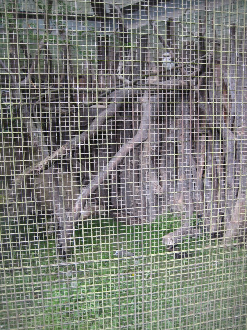 Parc Merveilleux - Australian aviary