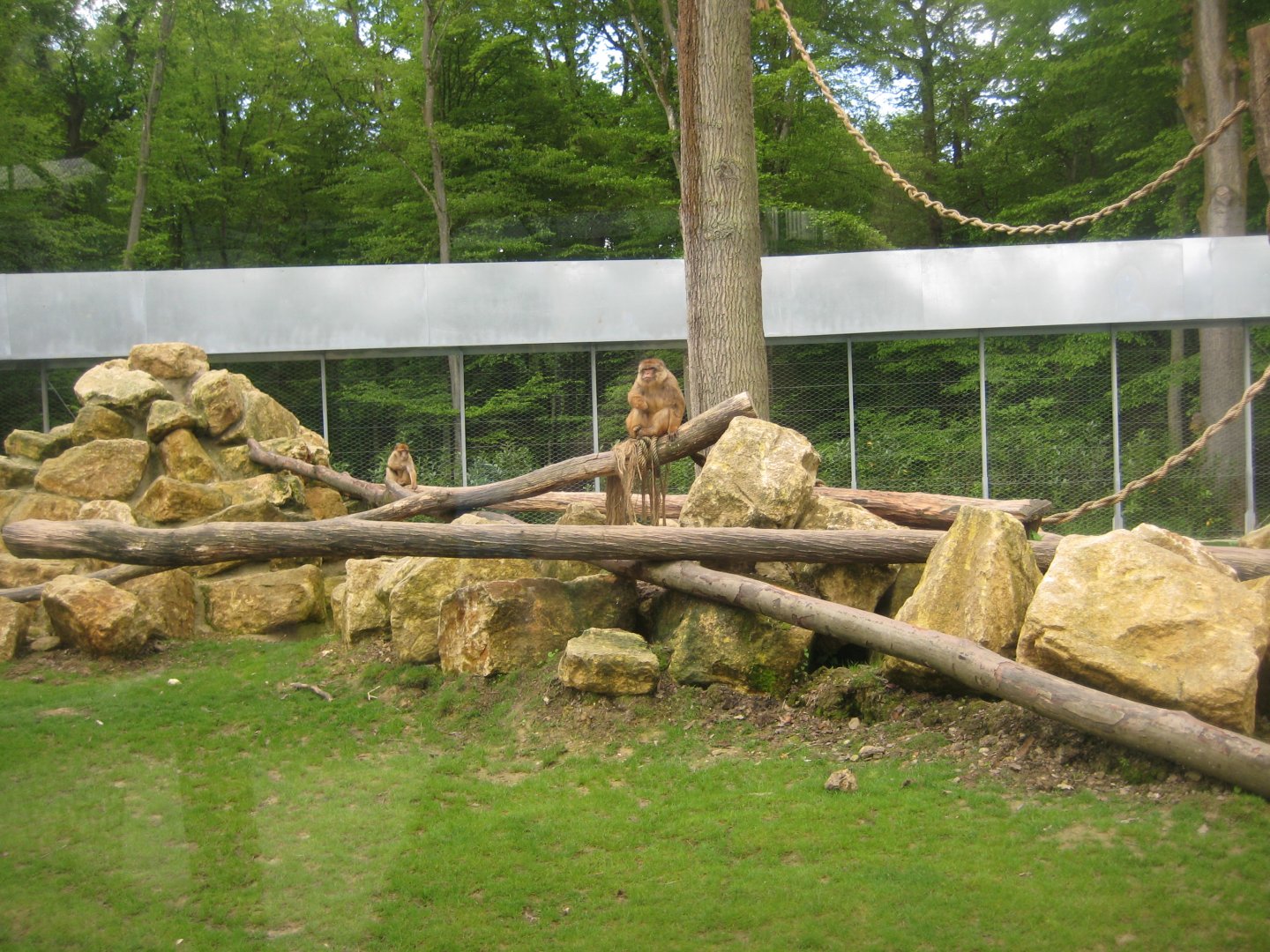 Parc Merveilleux - barbary macaque exhibit