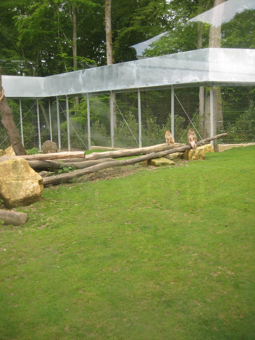 Parc Merveilleux - barbary macaque exhibit