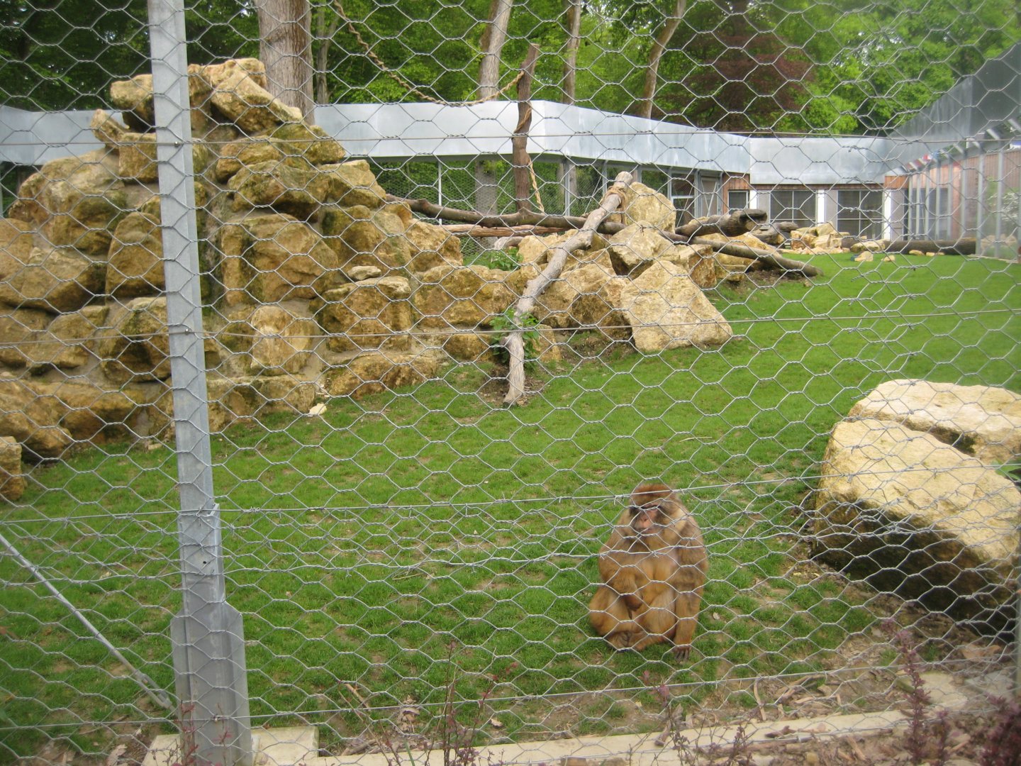Parc Merveilleux - barbary macaque exhibit
