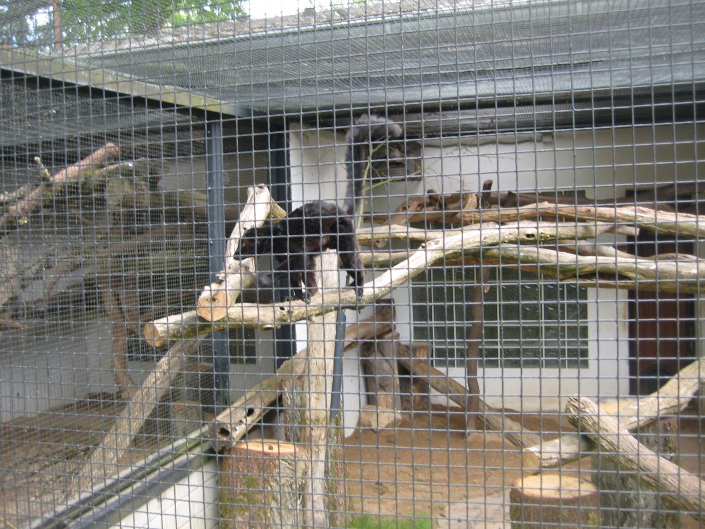 Parc Merveilleux - black lemur exhibit