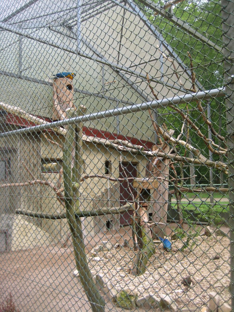 Parc Merveilleux - blue-and-yellow macaw aviary