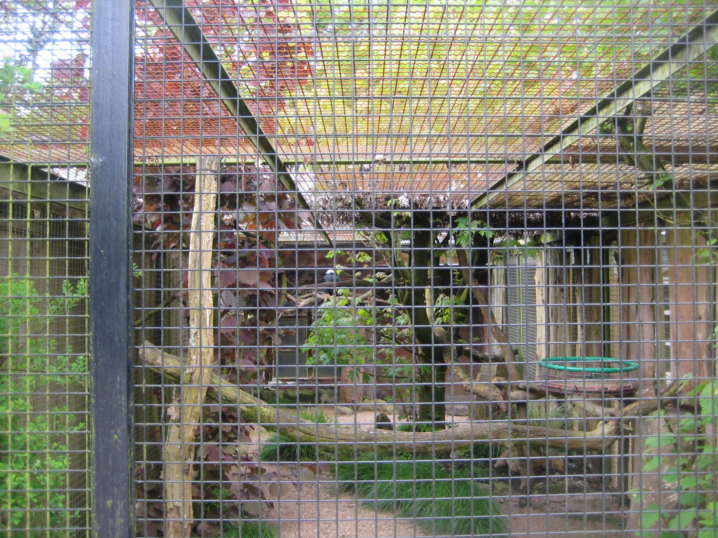 Parc Merveilleux - blue-throated piping guan aviary