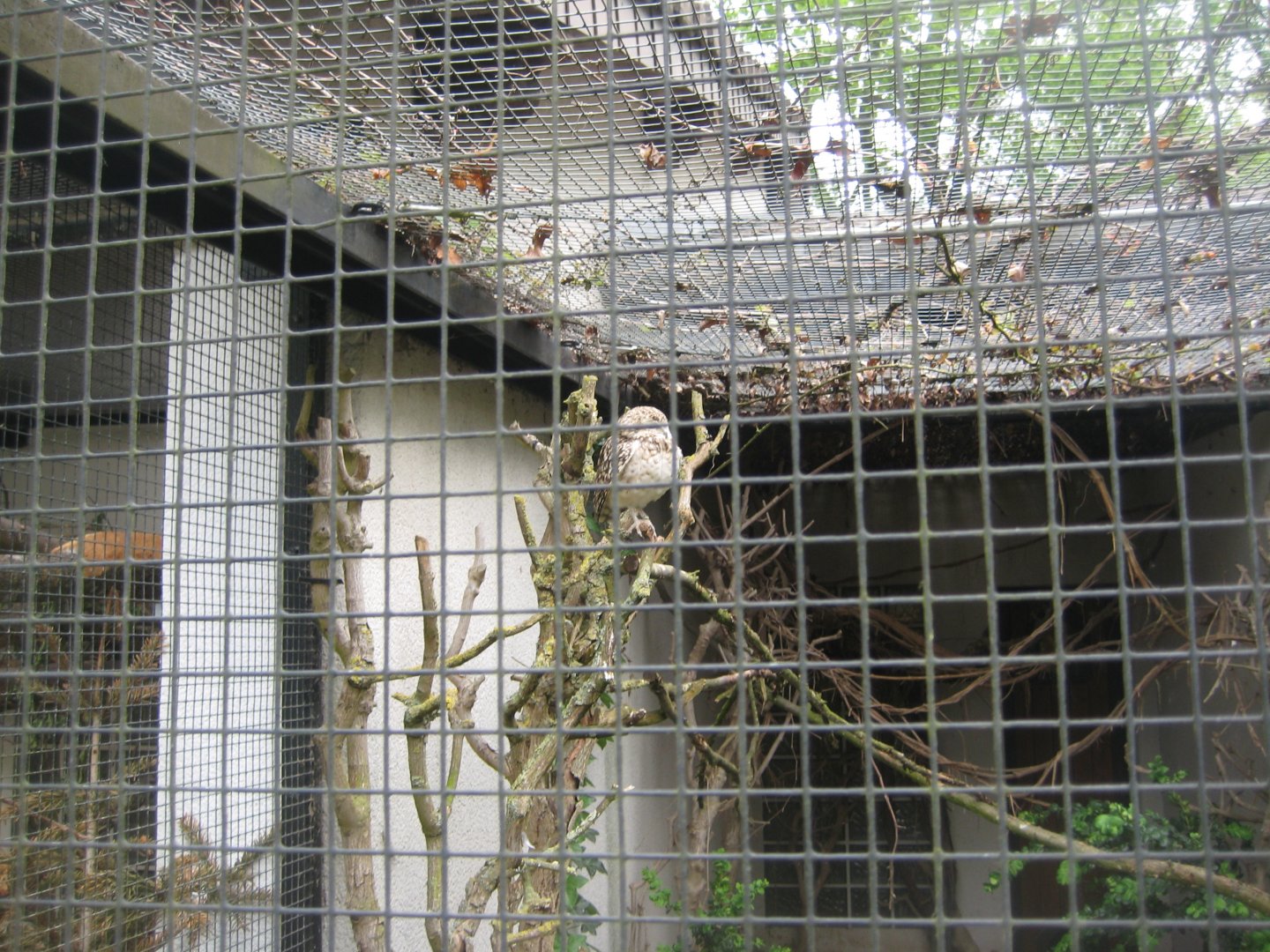 Parc Merveilleux - burrowing owl aviary