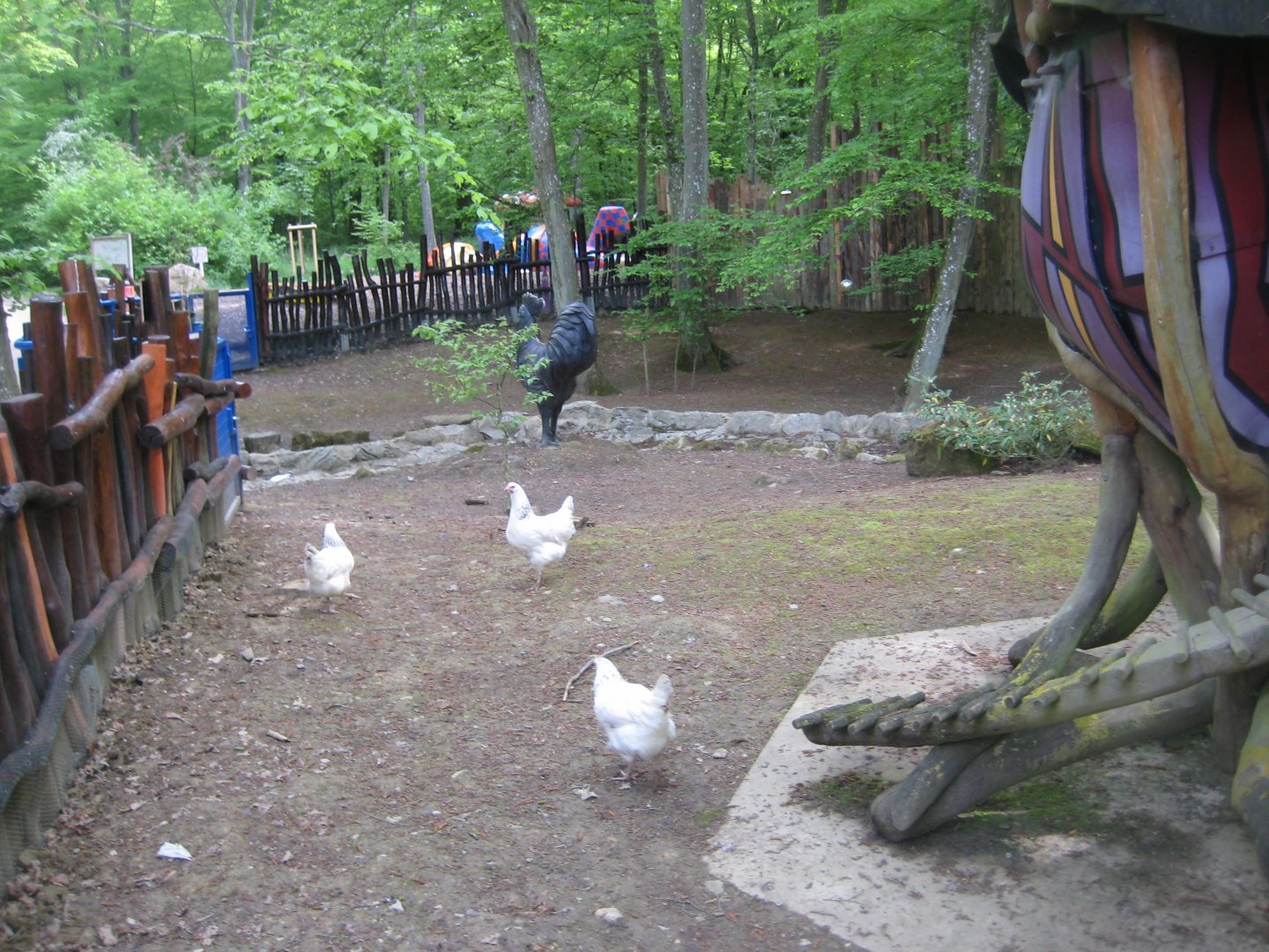 Parc Merveilleux - chicken exhibit
