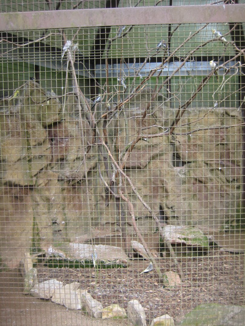 Parc Merveilleux - cockatiel aviary