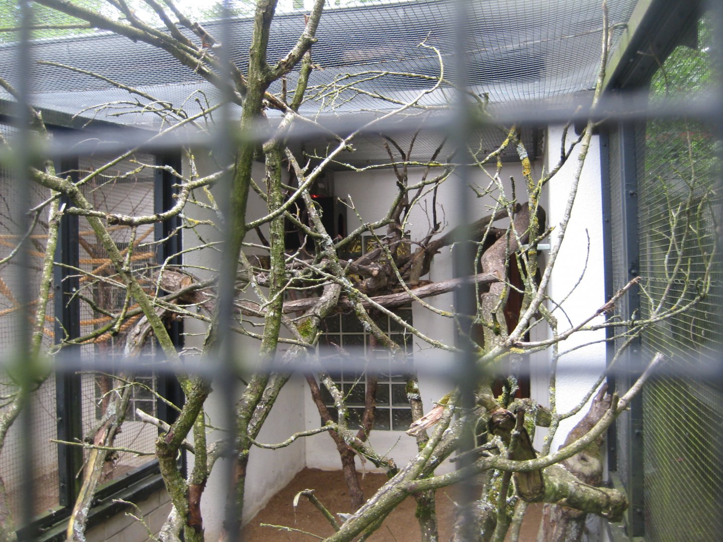 Parc Merveilleux - cotton-top tamarin exhibit