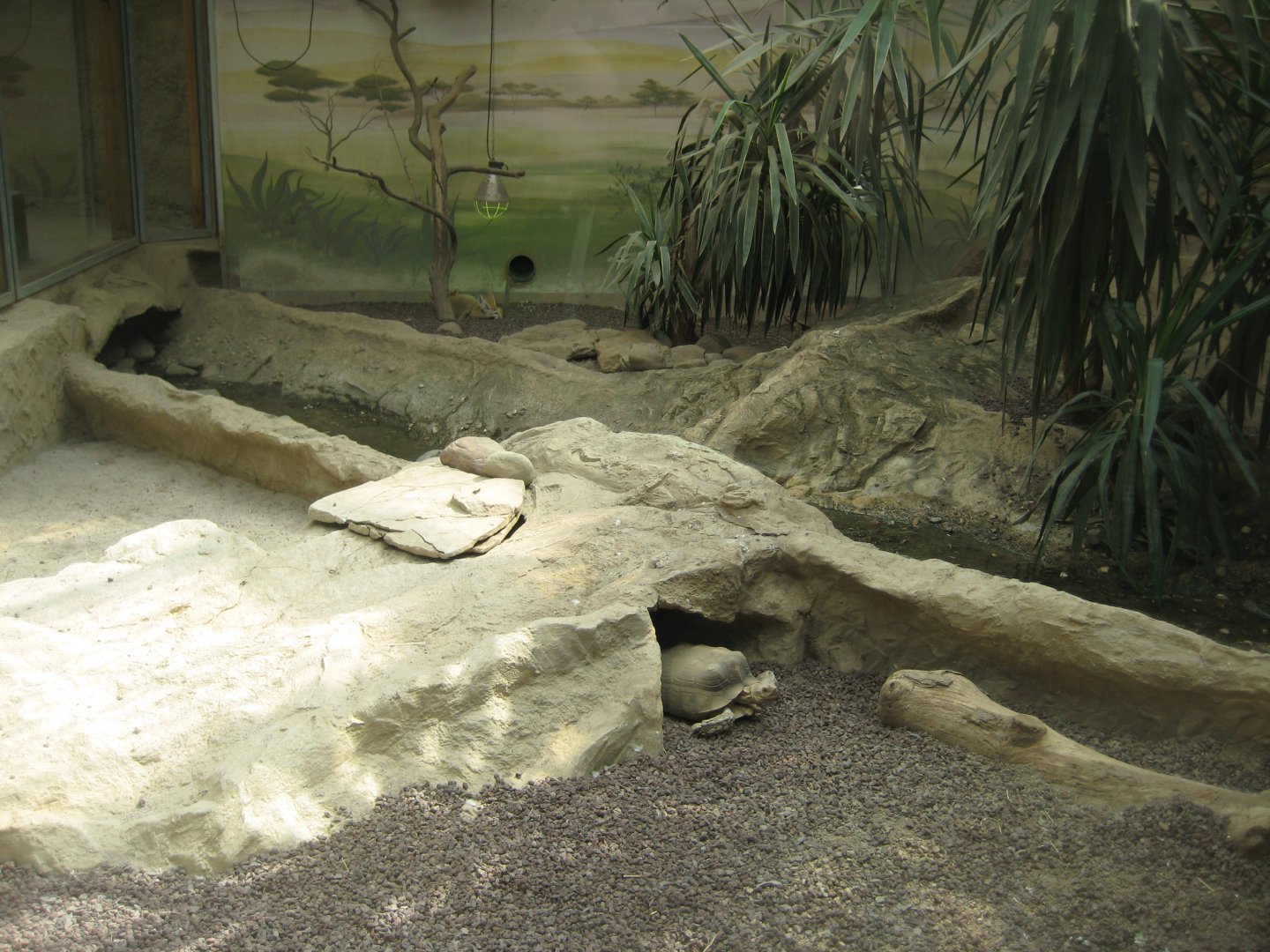 Parc Merveilleux - desert house - African spurred tortoise and fennec fox exhibit