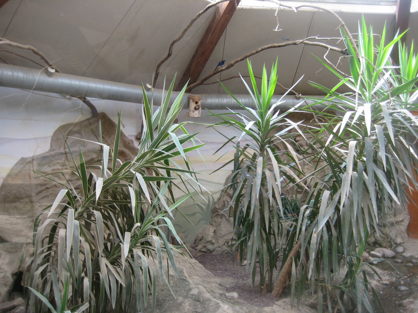 Parc Merveilleux - desert house - African spurred tortoise and fennec fox exhibit