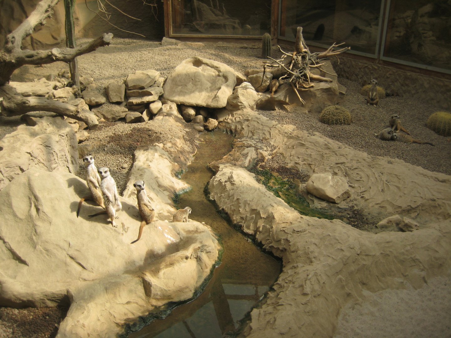 Parc Merveilleux - desert house - meerkat exhibit