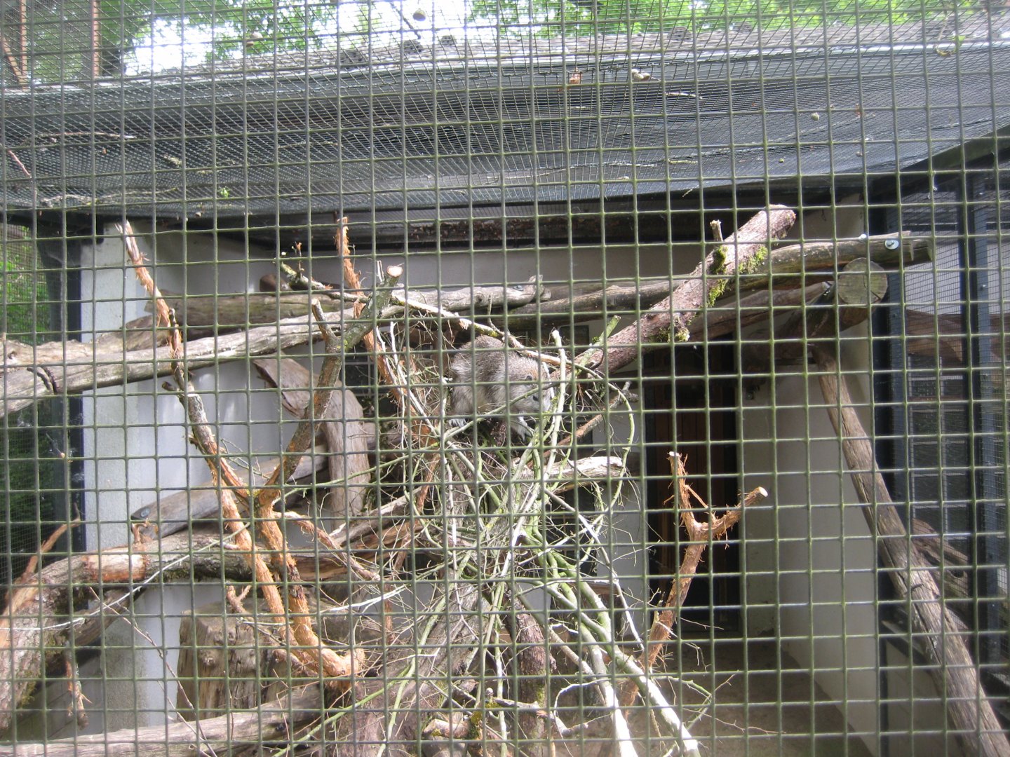 Parc Merveilleux - Desmarest's hutia exhibit