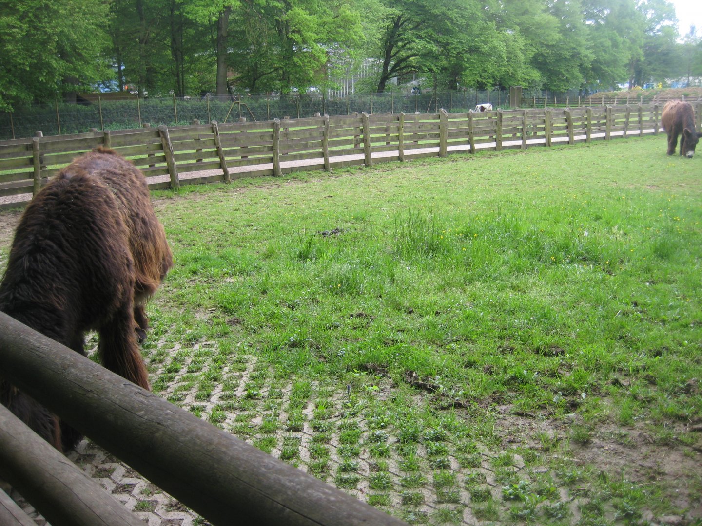 Parc Merveilleux - donkey pen