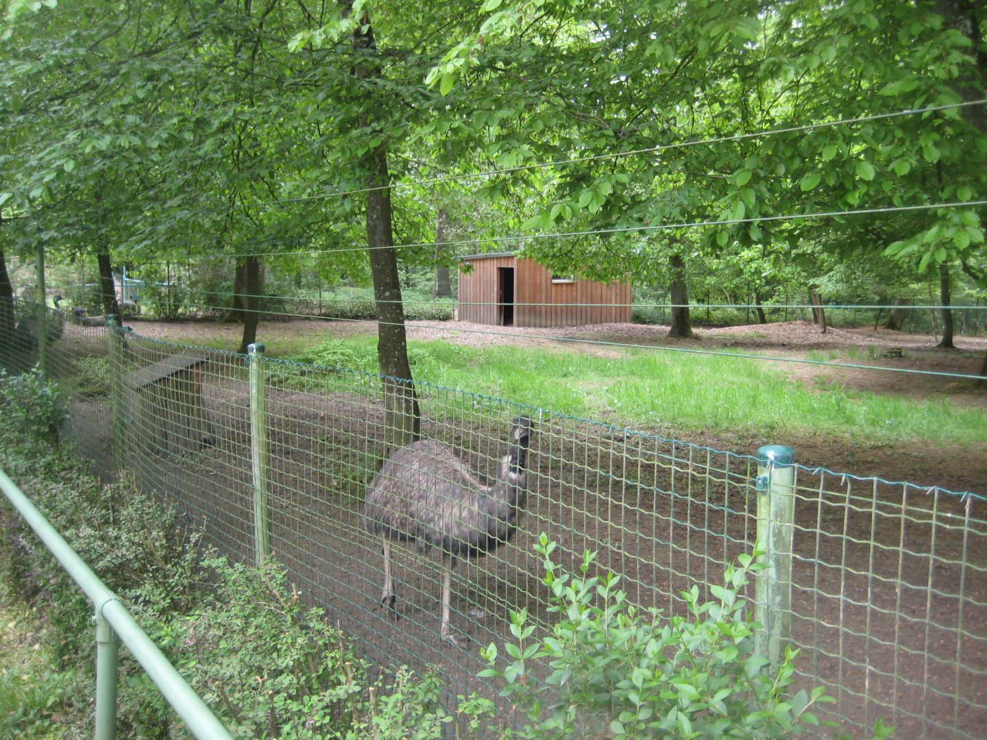Parc Merveilleux - emu exhibit