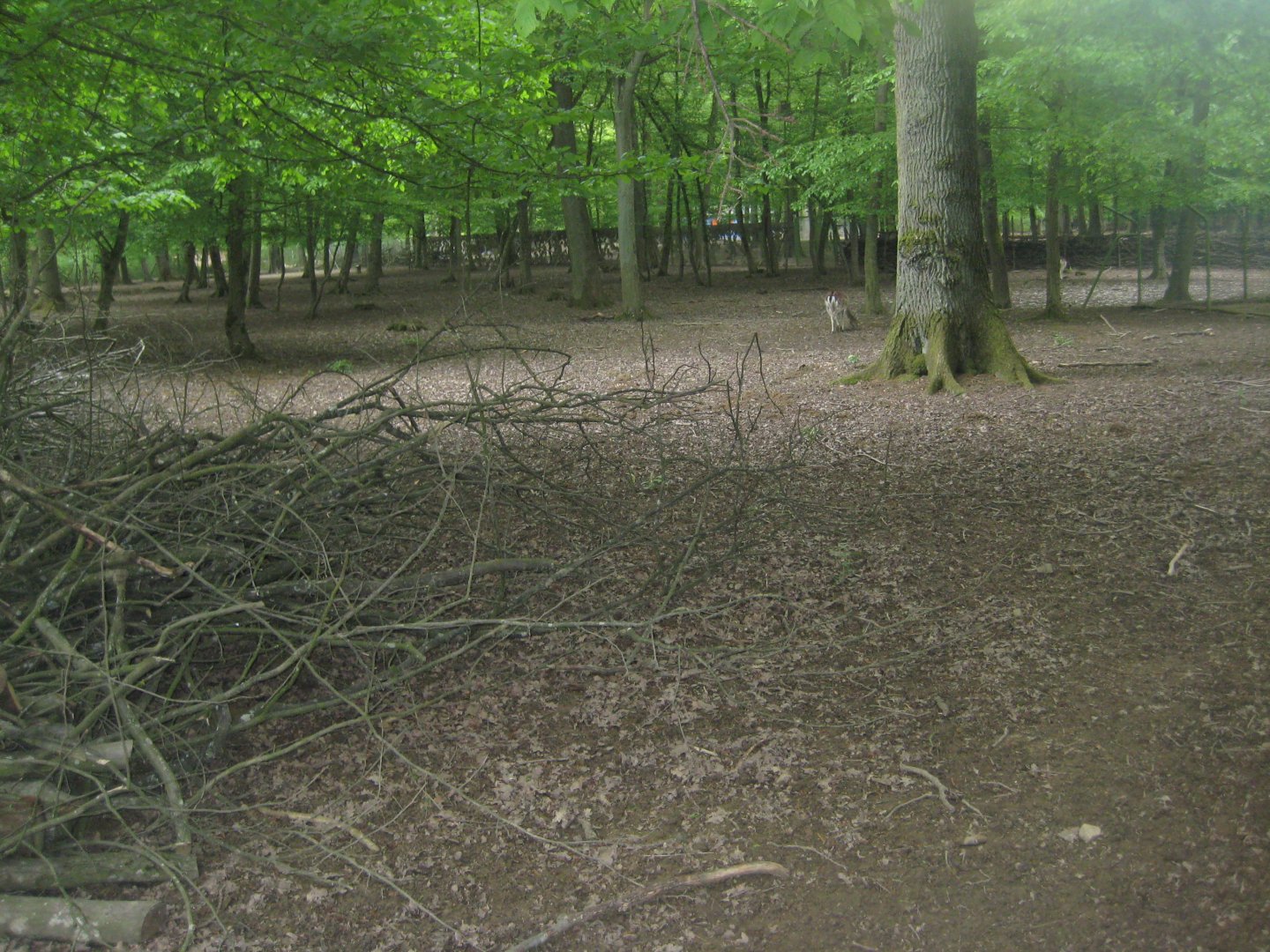 Parc Merveilleux - fallow deer exhibit
