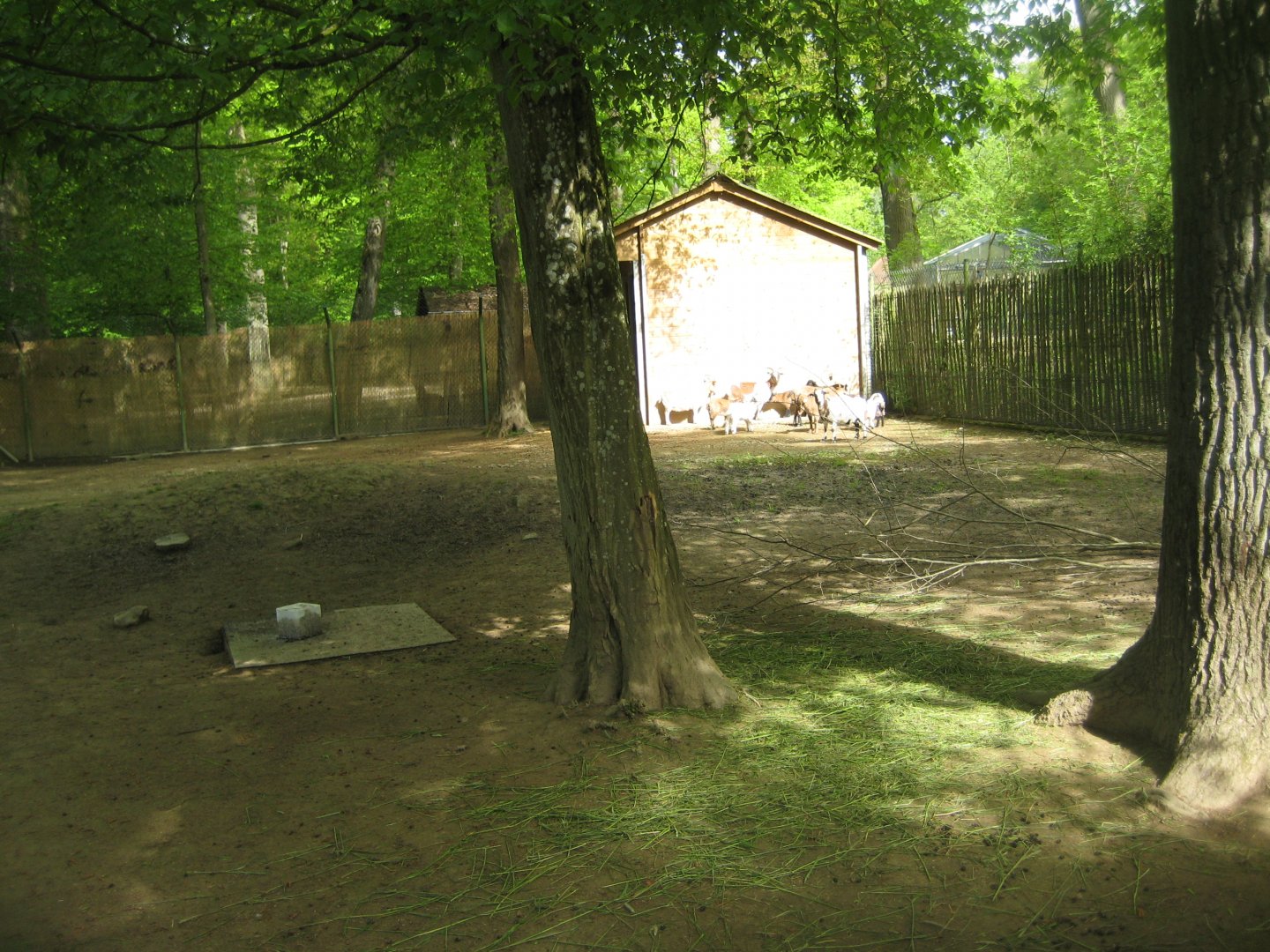 Parc Merveilleux - goat pen