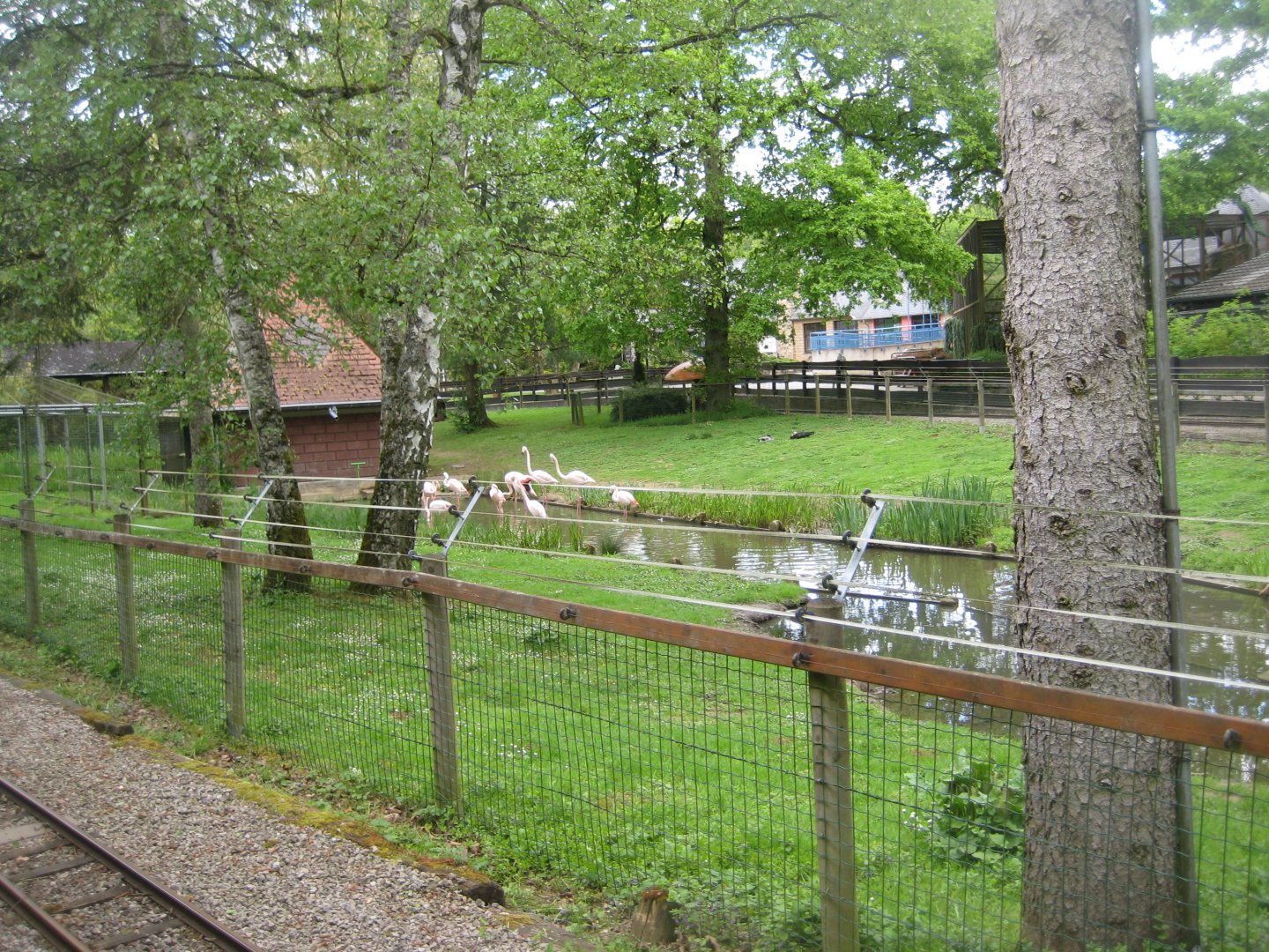 Parc Merveilleux - greater flamingo exhibit