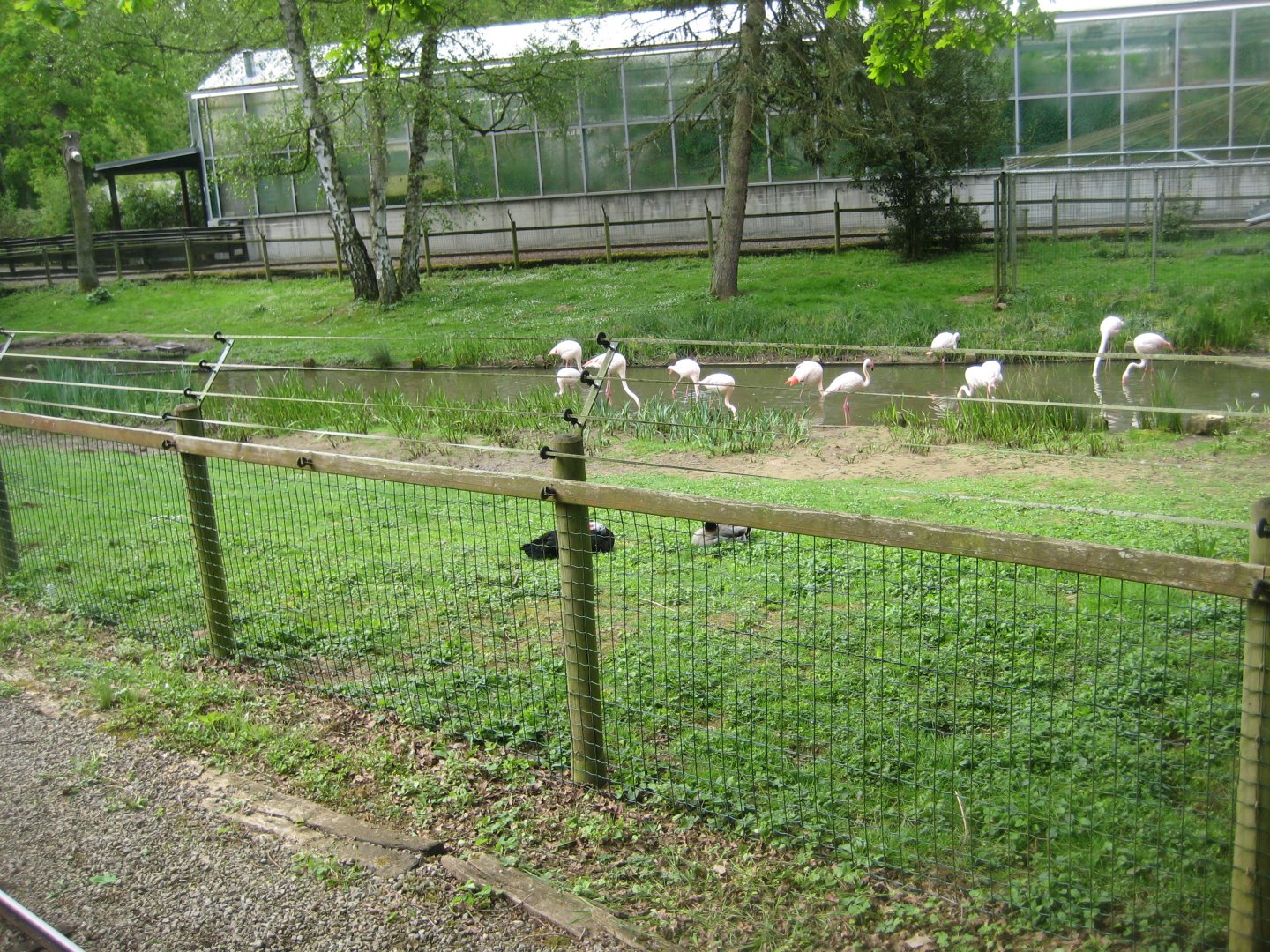 Parc Merveilleux - greater flamingo exhibit