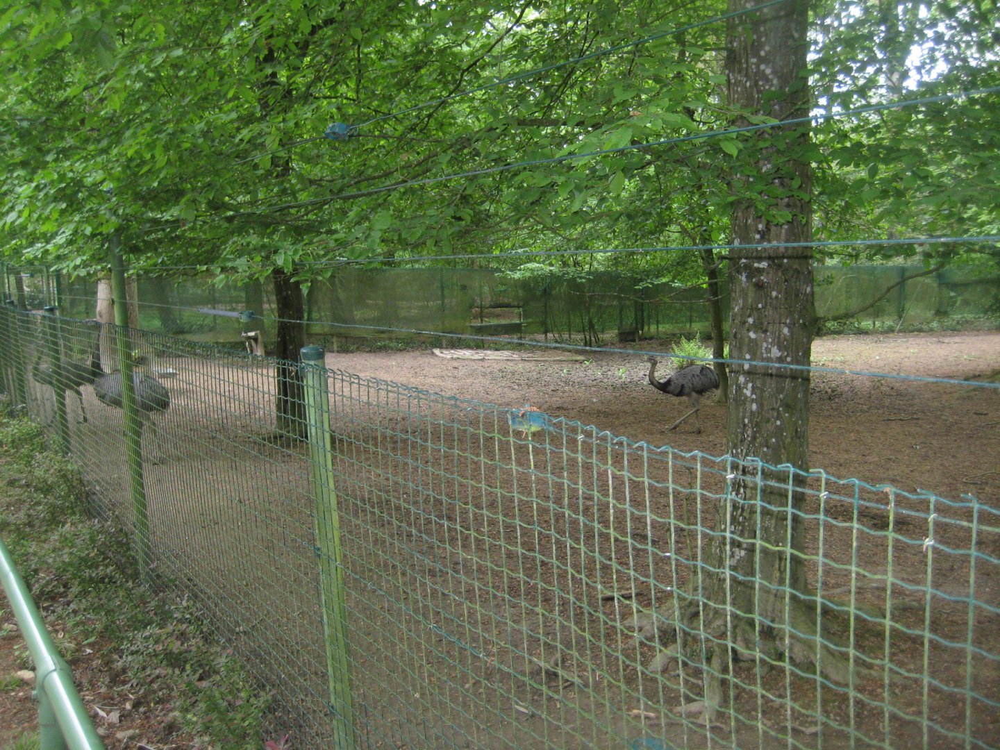 Parc Merveilleux - greater rhea exhibit