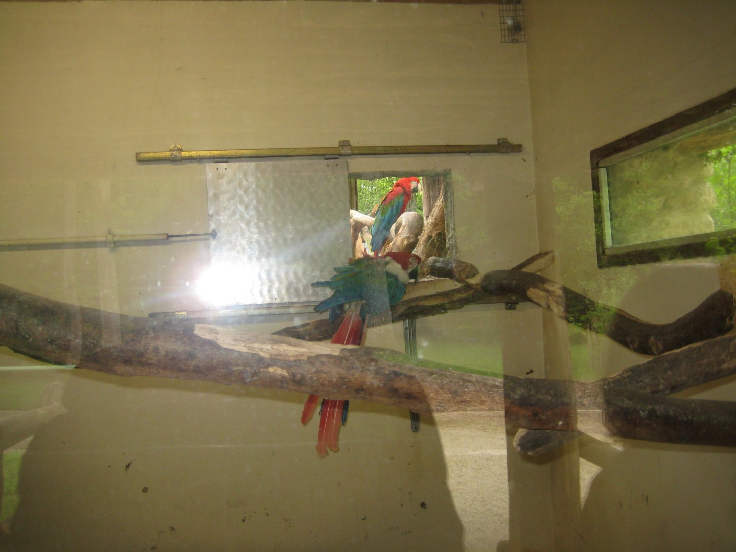 Parc Merveilleux - green-winged macaw indoor exhibit