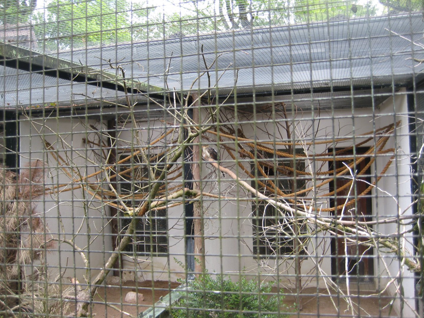Parc Merveilleux - guira cuckoo and elegant crested tinamou aviary