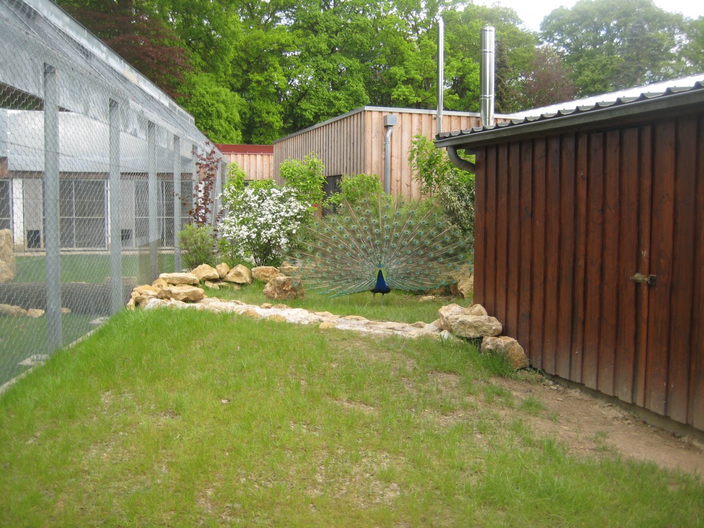 Parc Merveilleux - Indian peafowl
