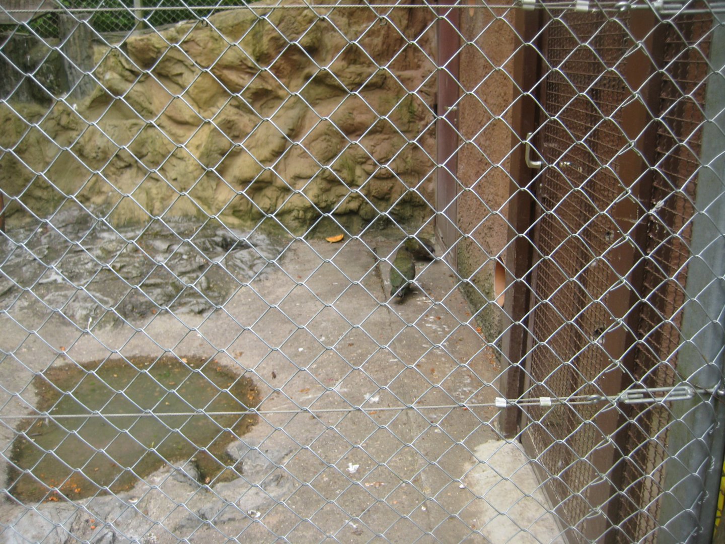 Parc Merveilleux - kea aviary