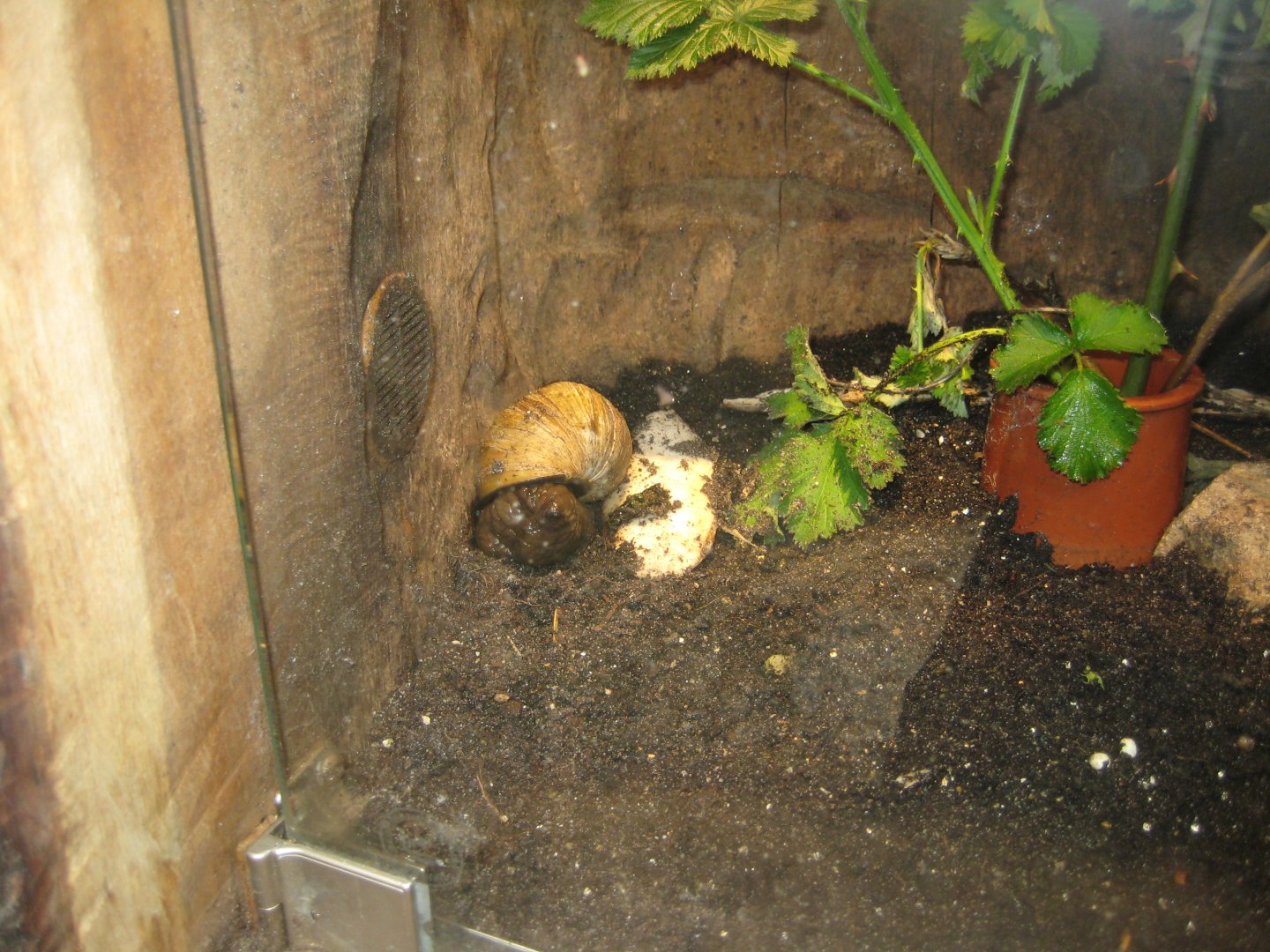 Parc Merveilleux - Mahajanga - giant African land snail exhibit