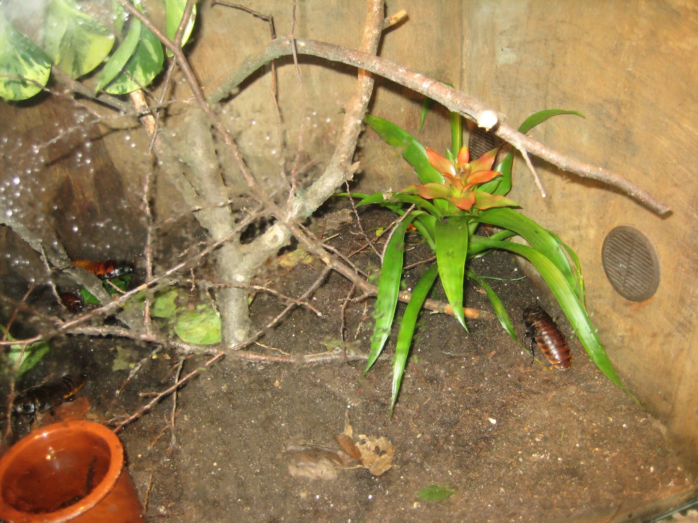 Parc Merveilleux - Mahajanga - Madagascar hissing cockroach exhibit