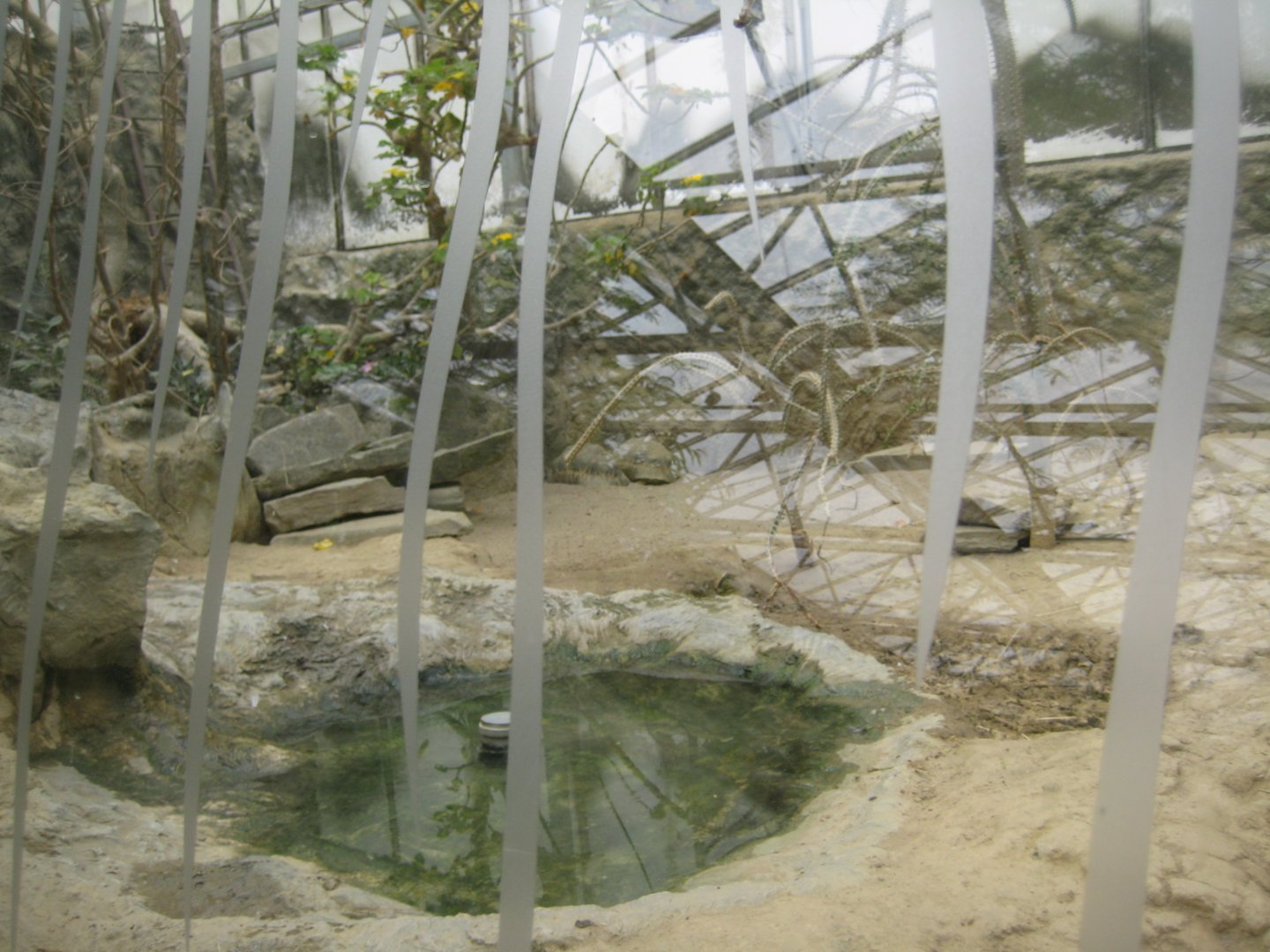 Parc Merveilleux - Mahajanga - radiated tortoise exhibit