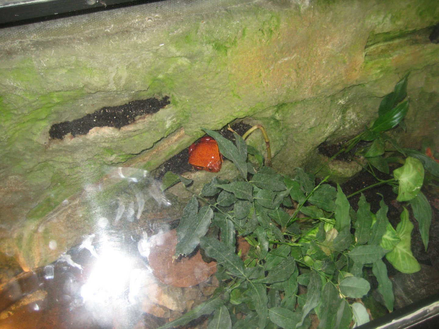 Parc Merveilleux - Mahajanga - tomato frog exhibit