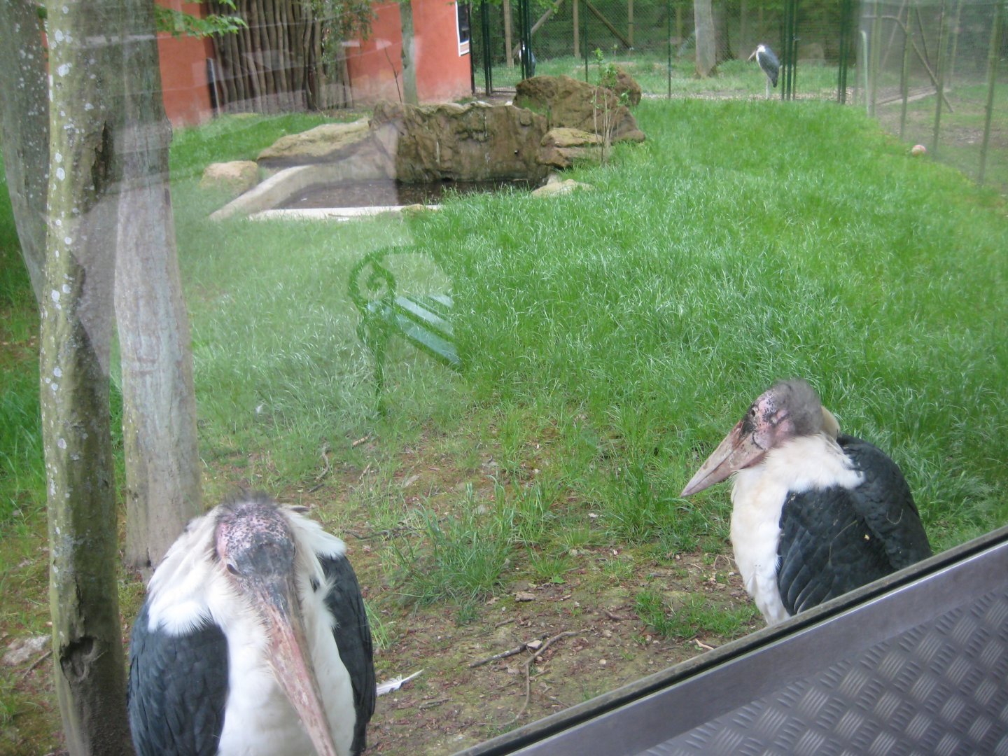 Parc Merveilleux - marabou stork exhibit