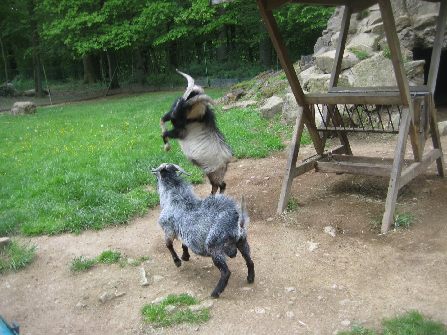 Parc Merveilleux - pen for male goats