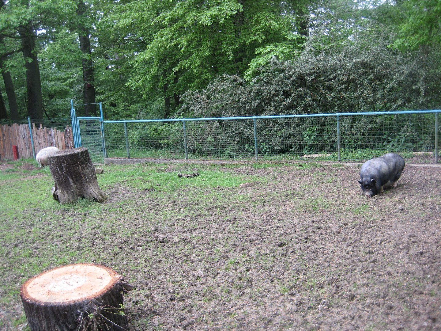 Parc Merveilleux - pig pen