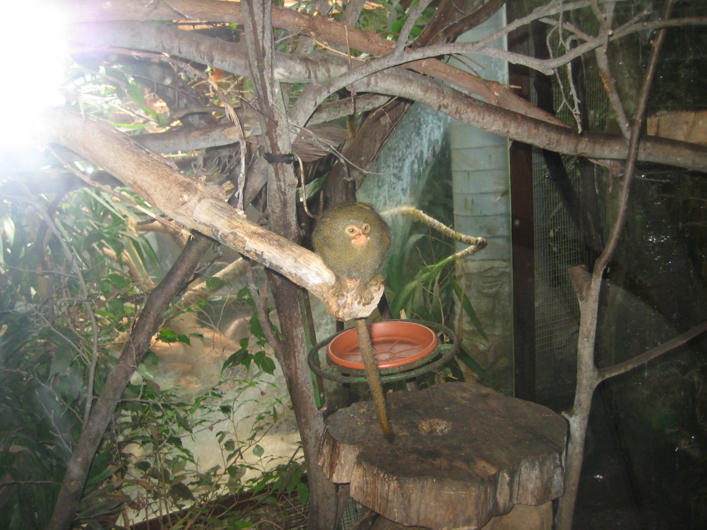 Parc Merveilleux - pygmy marmoset exhibit