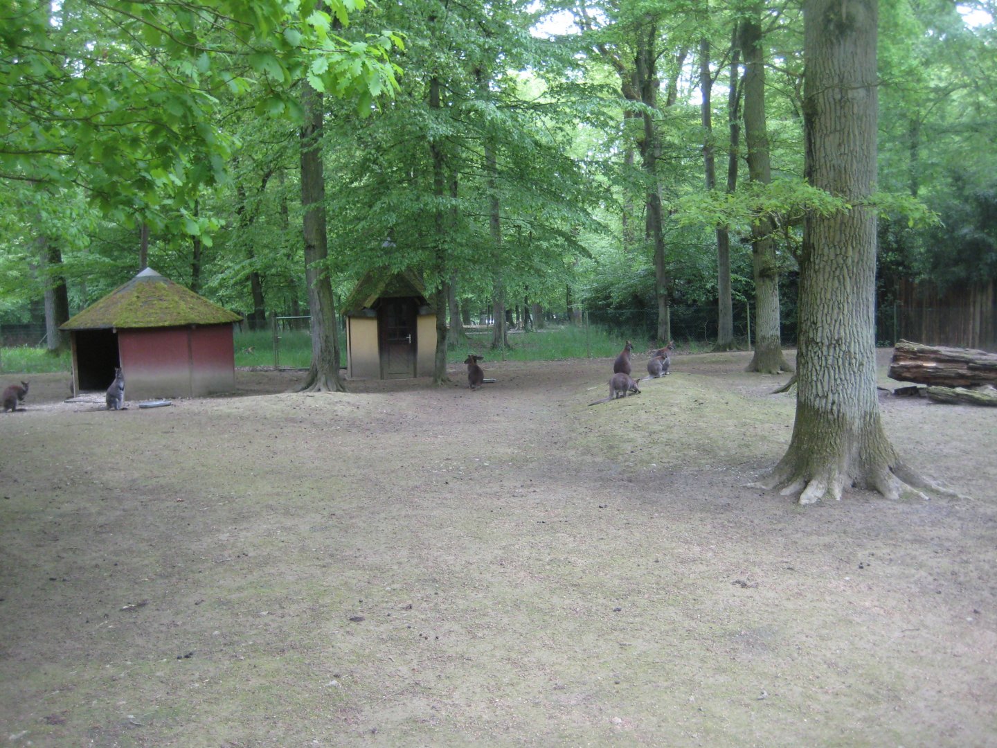 Parc Merveilleux - red-necked wallaby exhibit