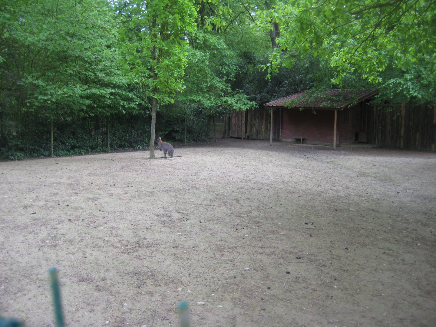 Parc Merveilleux - red-necked wallaby exhibit