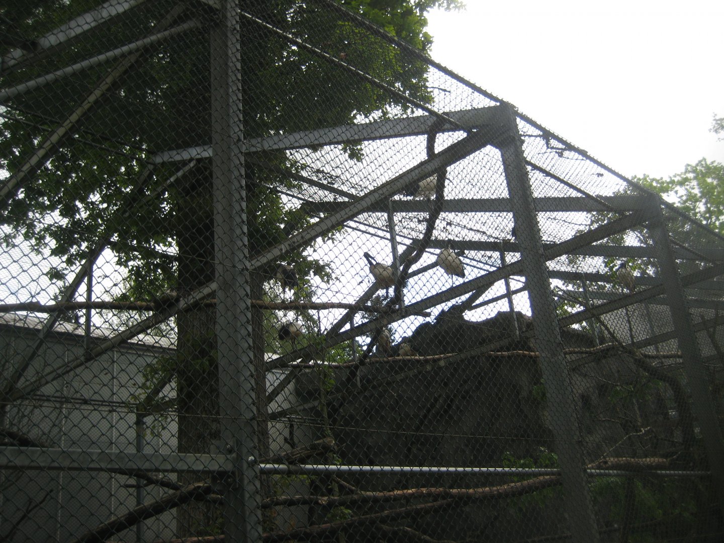 Parc Merveilleux - sacred ibis aviary