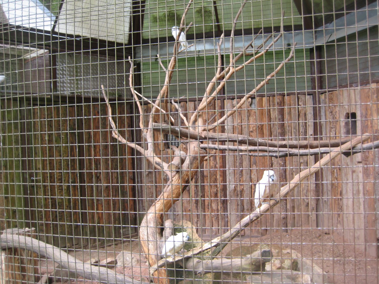 Parc Merveilleux - salmon-crested cockatoo aviary