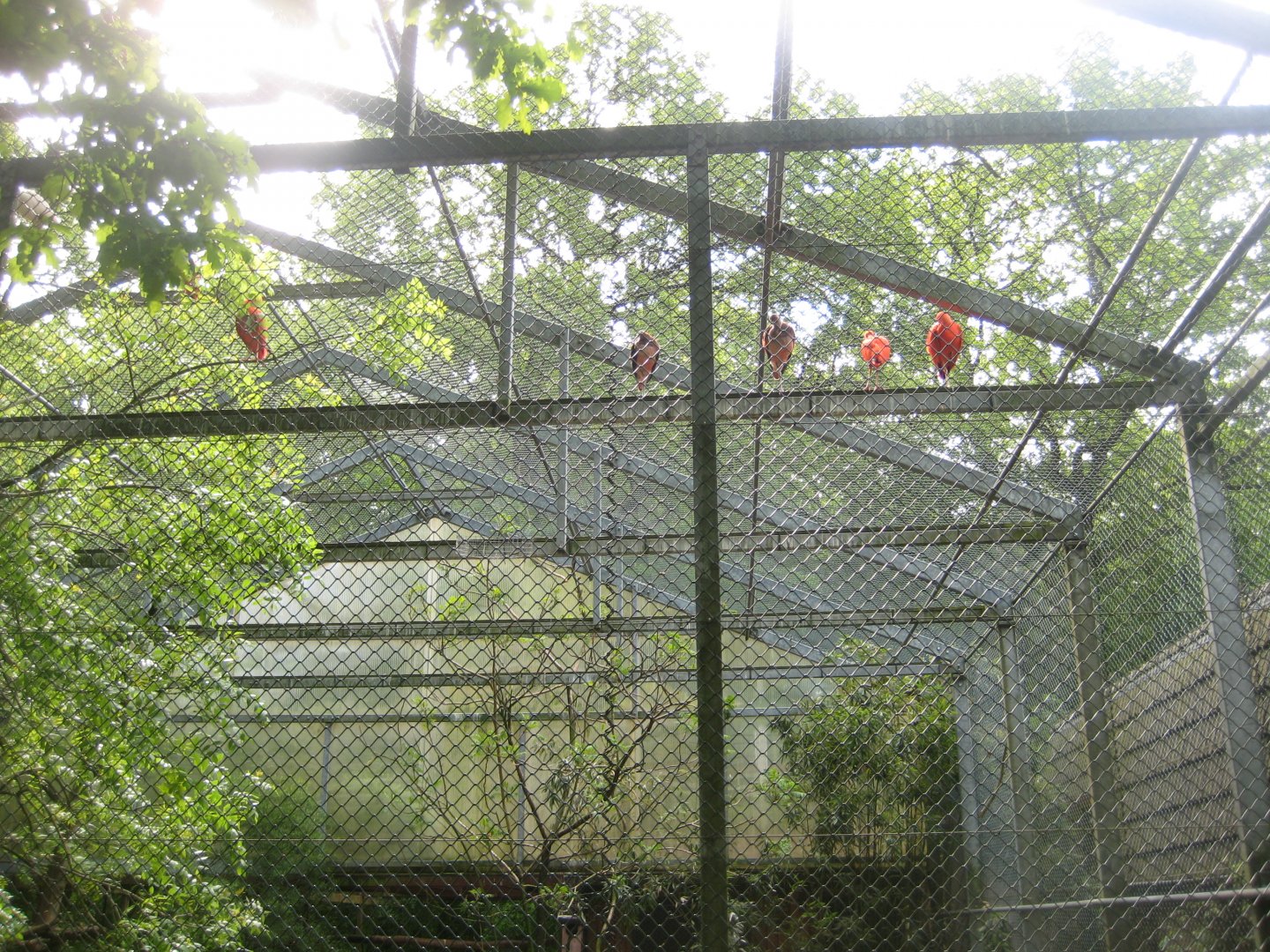 Parc Merveilleux - scarlet ibis and red-shouldered teal aviary