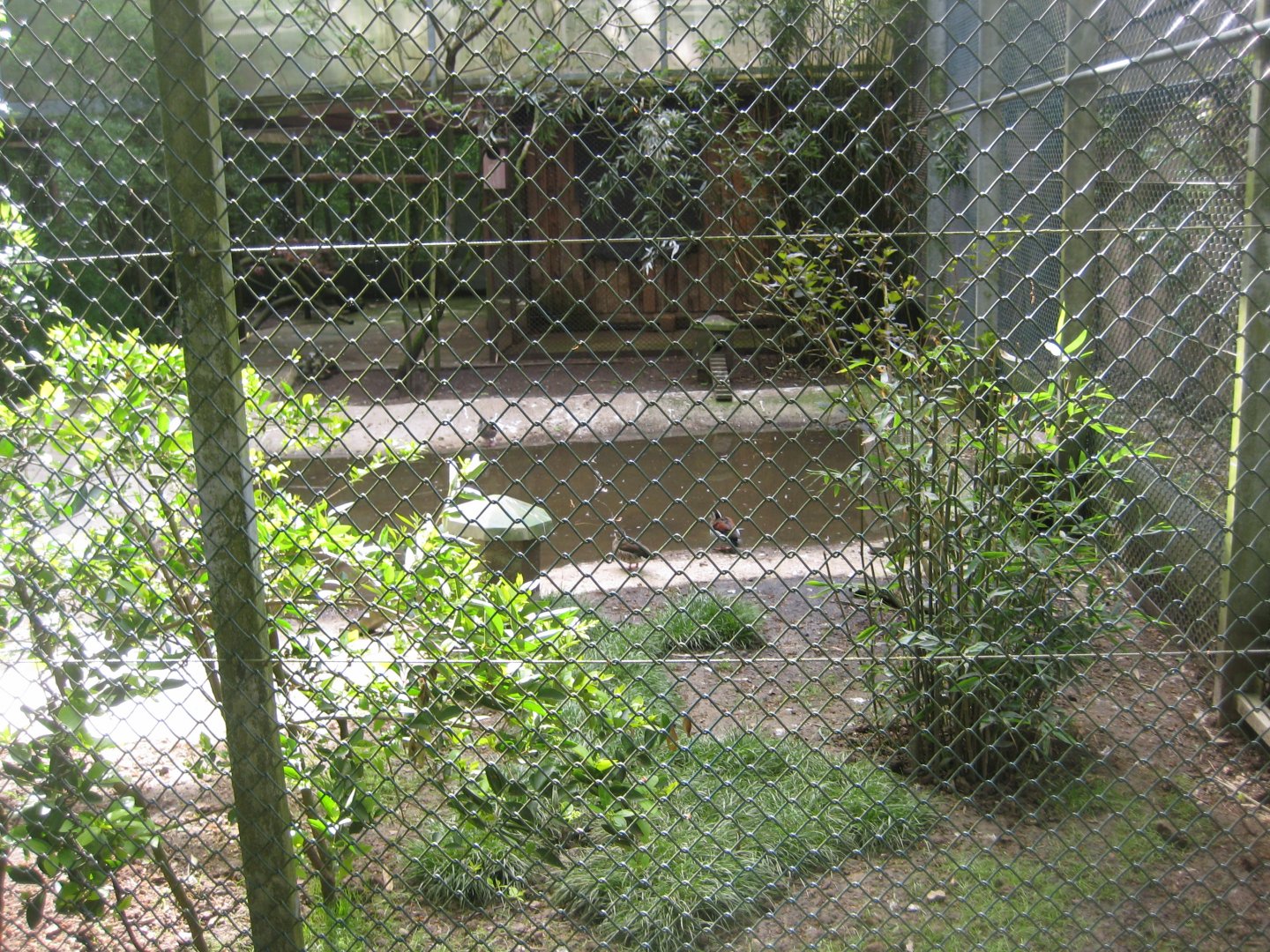 Parc Merveilleux - scarlet ibis and red-shouldered teal aviary