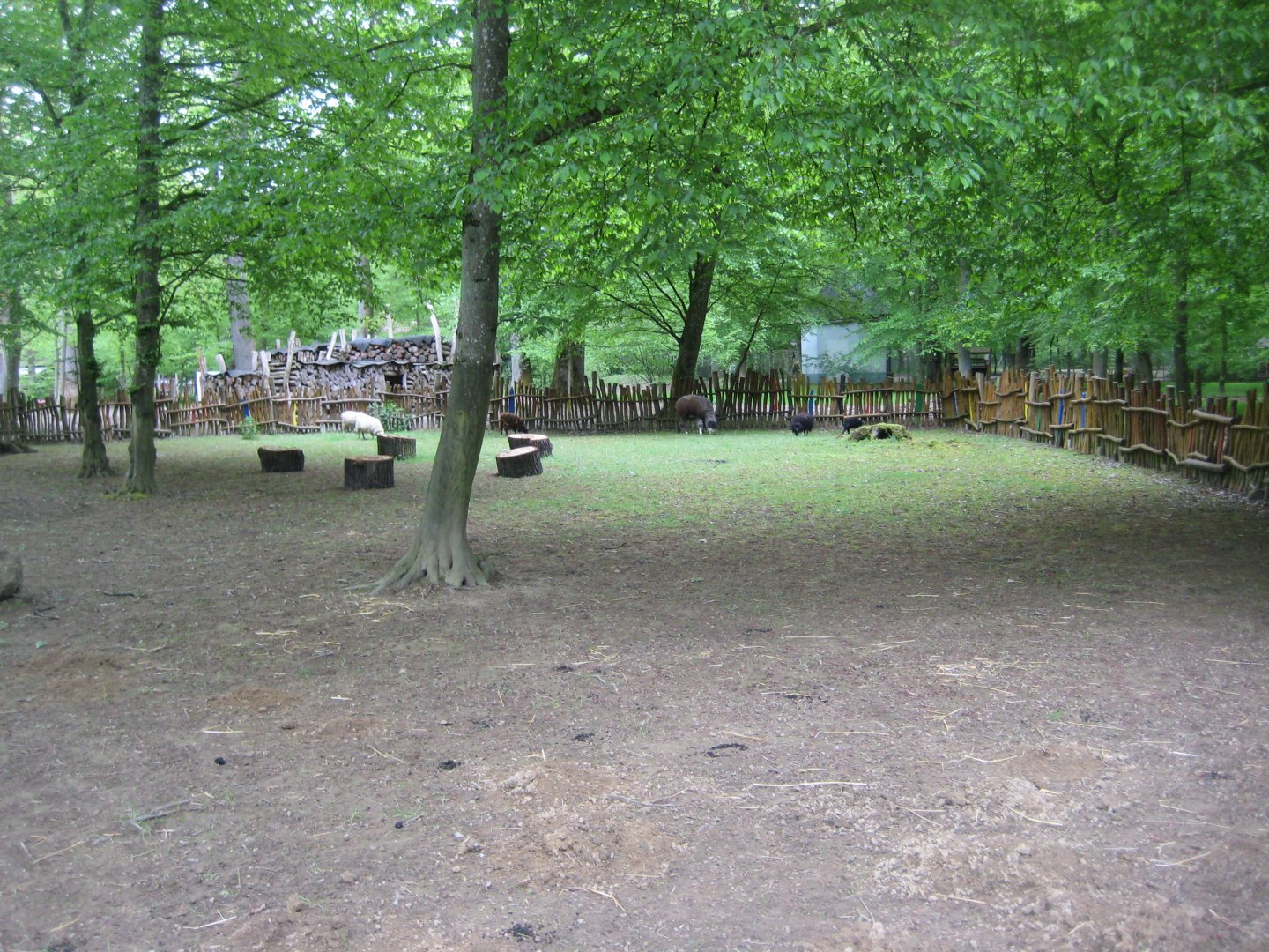 Parc Merveilleux - sheep and alpaca pen