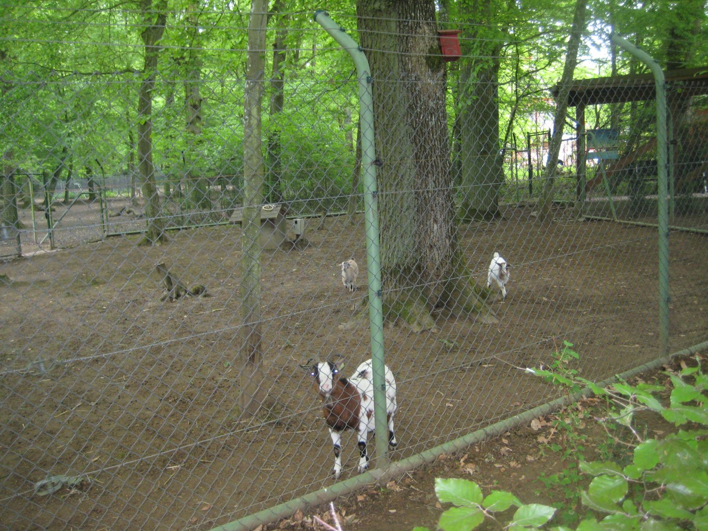 Parc Merveilleux - sheep and goat pen