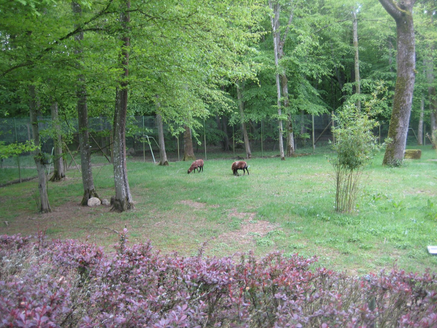 Parc Merveilleux - sheep pen